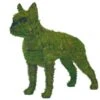 Boston Terrier Topiary