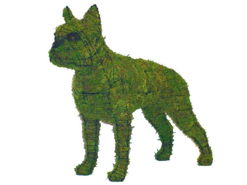 Boston Terrier Topiary 1 Boston Terrier Topiary