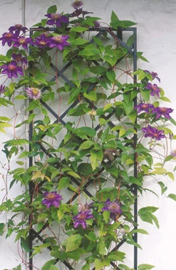 19" Wall Trellis (2 Pack)