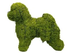 Bichon Frise Topiary