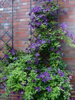 19" Wall Trellis (2 Pack) -Outdoor Decor Art 19 Wall Clematis 79232.1676036634