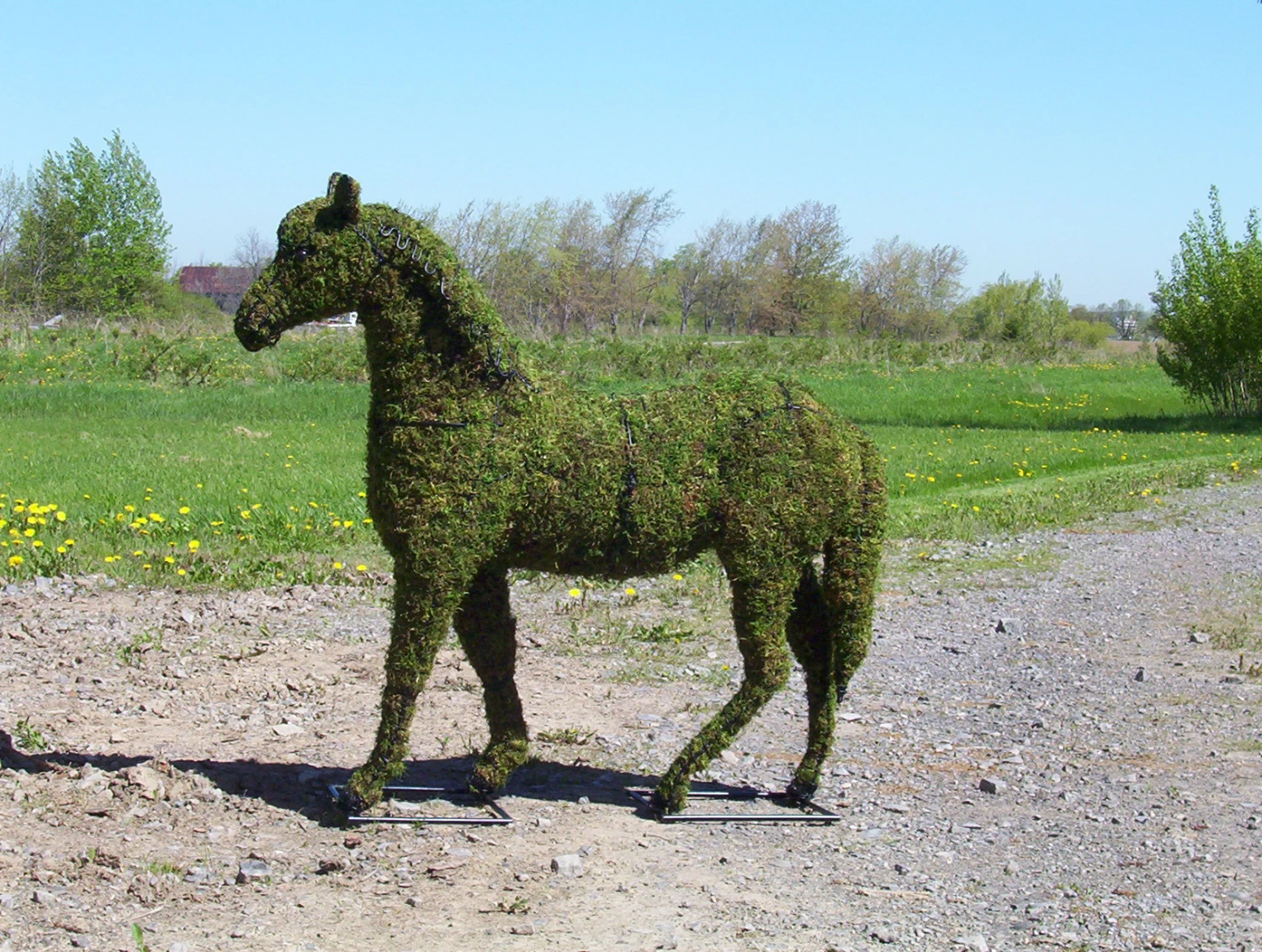 Horse Topiary 1 Horse Topiary