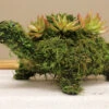 Turtle Topiary