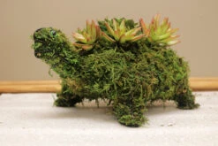 Turtle Topiary