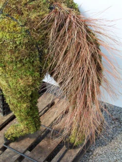 Horse Topiary 7 Horse Topiary -Outdoor Decor Art 49e89df1 ad31 4c4d 9e2d b7f9699ed8df HORSE 97481.1676036640