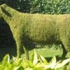 Cow Topiary