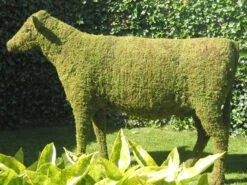 Cow Topiary