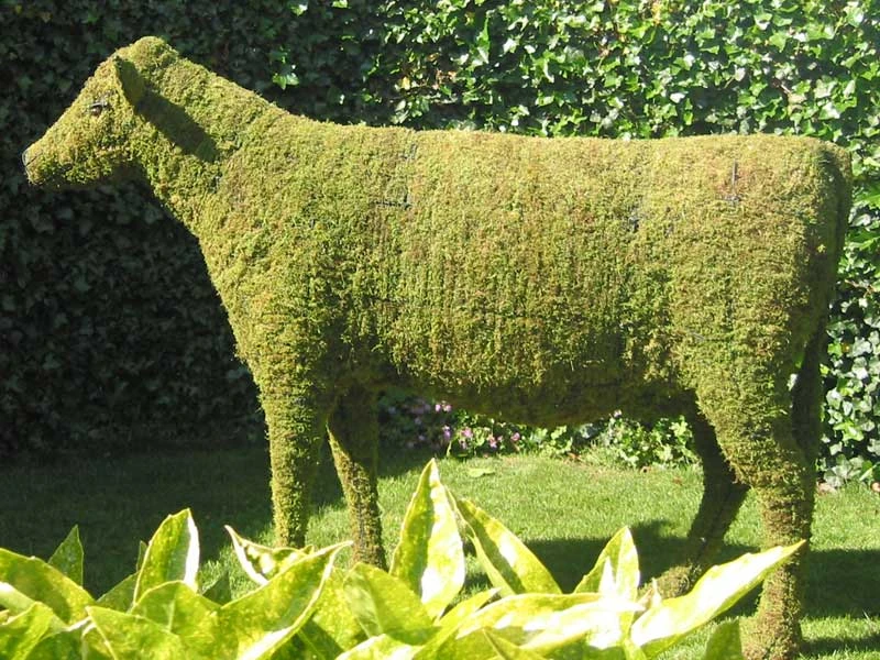 Cow Topiary 1 Cow Topiary