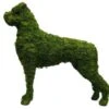 Boxer Topiary