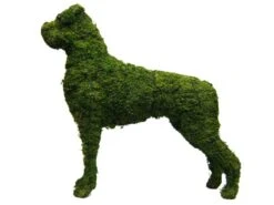 Boxer Topiary