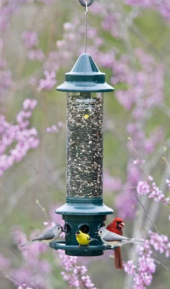 Squirrel Buster Plus -Outdoor Decor Art B 1024 31038.1677364774