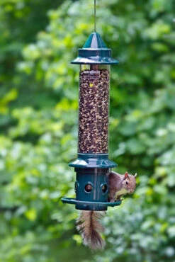 Squirrel Buster Plus -Outdoor Decor Art B 1024c 60623.1677364774