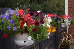 Cup & Saucer Self-Watering Hanging Basket