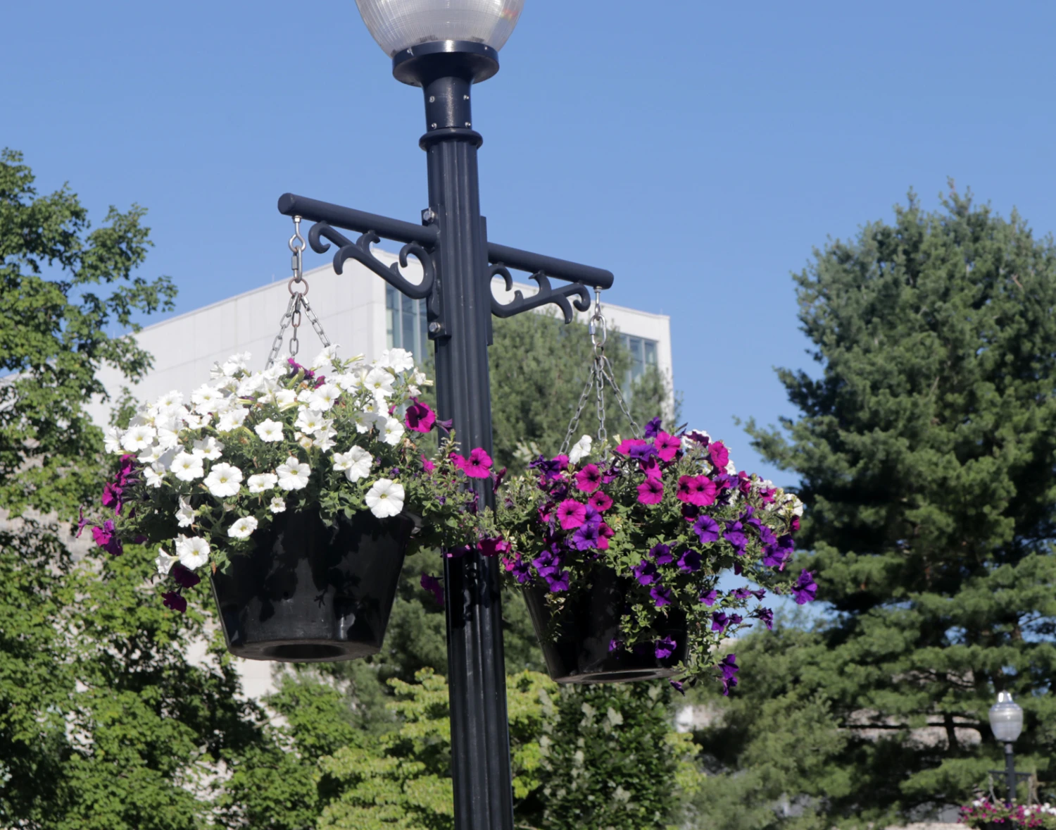 18.5" Self-Watering Hanging Basket 2 18.5" Self-Watering Hanging Basket - Image 2