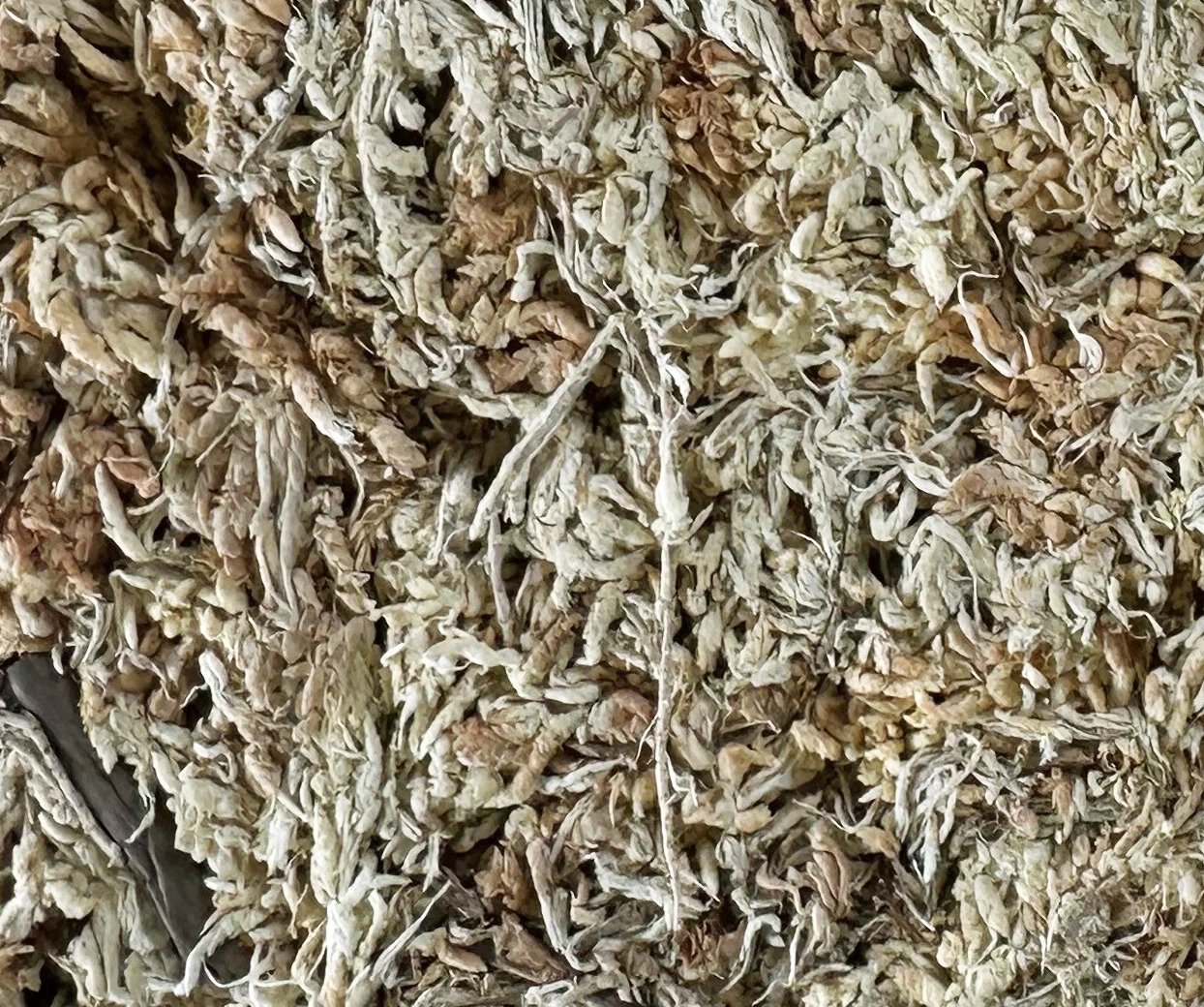 Besgrow NZ Sphagnum Moss 4" Strand Classic 500 Gram 2 Besgrow NZ Sphagnum Moss 4" Strand Classic 500 Gram - Image 2