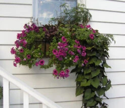 Window Hayrack Planter -Outdoor Decor Art GG36SET 1600 94456.1706388645