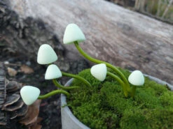 Polymer Mushrooms Set Of 9 - Creme