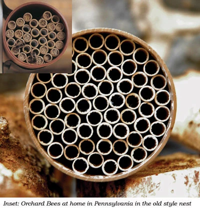 Mason Bee Nest Kit - 52 Tubes 1 Mason Bee Nest Kit - 52 Tubes