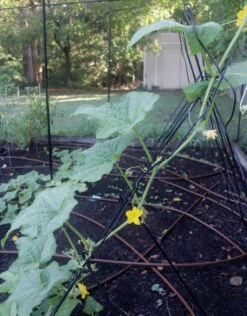 Vegetable Trellis -Outdoor Decor Art LatticeTrellis Cuke3 1600 89255.1683746145