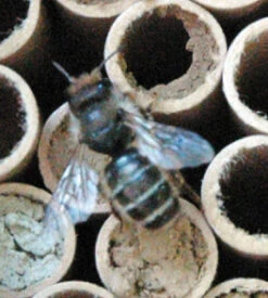 Mason Bee Nest Kit - 52 Tubes 5 Mason Bee Nest Kit - 52 Tubes -Outdoor Decor Art Mason Bee 40959.1677363023