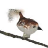 Glass Wren Blown Glass Ornament With Feather Tail