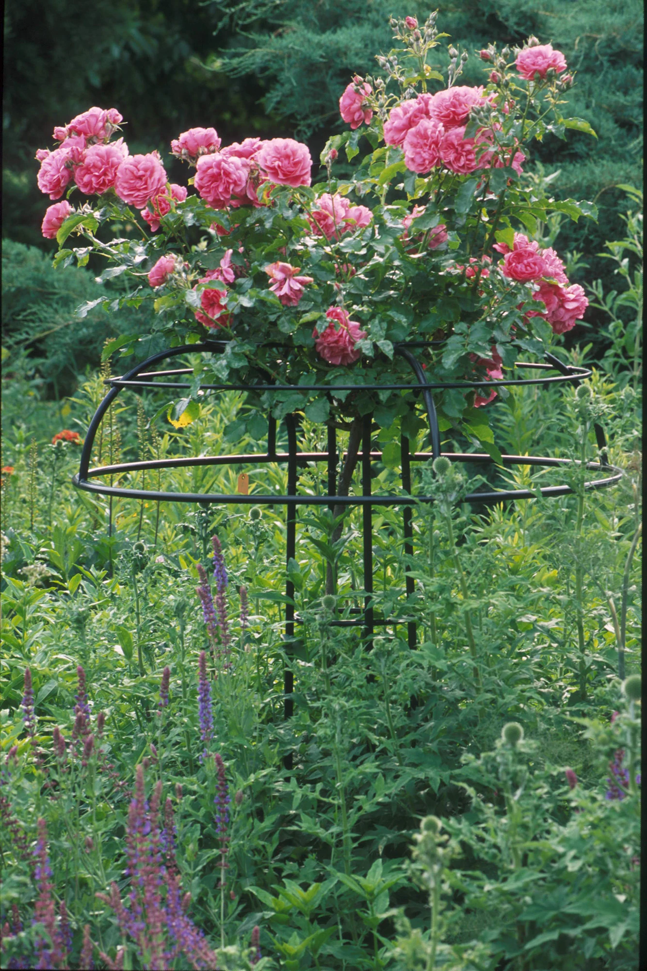 Giverny Rose Umbrella 2 Giverny Rose Umbrella - Image 2