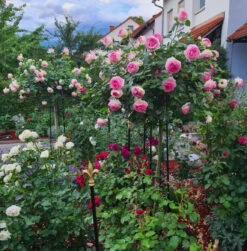 Giverny Rose Umbrella 11 Giverny Rose Umbrella -Outdoor Decor Art R8 Series2 34176.1678903493