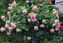 Giverny Rose Umbrella 10 Giverny Rose Umbrella -Outdoor Decor Art R8 top 71852.1679060474