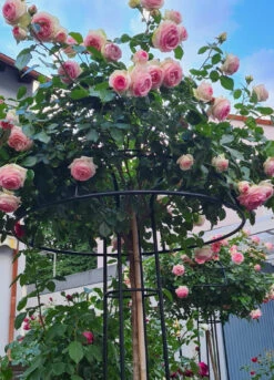 Giverny Rose Umbrella 12 Giverny Rose Umbrella -Outdoor Decor Art R8a 93557.1678903493