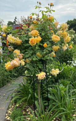 Giverny Rose Umbrella 15 Giverny Rose Umbrella -Outdoor Decor Art R8b 05044.1678903494