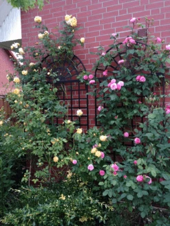 R9-4 Treillage -Outdoor Decor Art R9 4 5 Roses 70457.1676036666