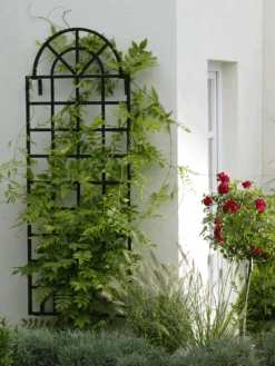 Orangery Wall Trellis