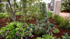 Standing Rabbit Topiary 7 Standing Rabbit Topiary -Outdoor Decor Art Rabbit Topiary Full 1 69670.1677104935