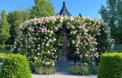 Schoenbrunner Rose Pavilion