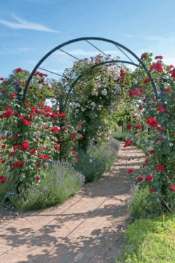 St Albans Pergola -Outdoor Decor Art St Albans 3 01916.1676036670