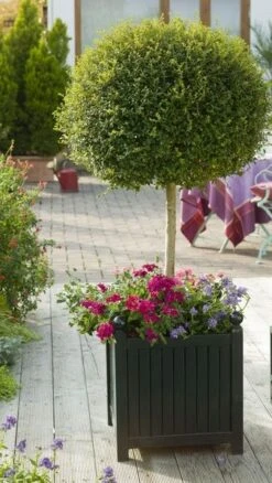 Versailles Planter 10 Versailles Planter -Outdoor Decor Art a Agentur Friedrich Strauss. BITTE EXTRA ANFRAGEN Caisses de Versailles01 27324.1678815368