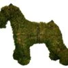 Schnauzer Topiary