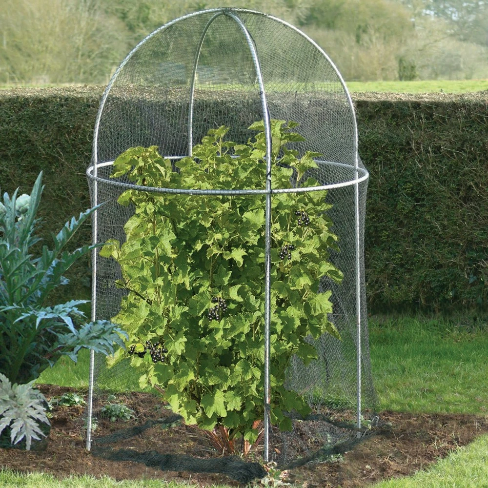 Domed Roof Fruit Cage Crop Protection 1 Domed Roof Fruit Cage Crop Protection