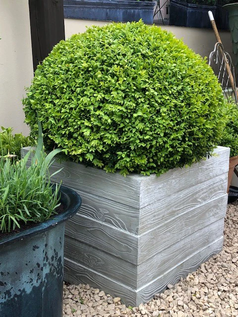 Driftwood Planter 4 Driftwood Planter - Image 4