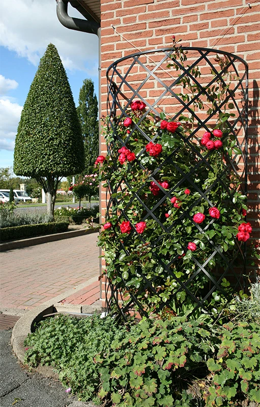 Exedra Half Round Trellis 1 Exedra Half Round Trellis