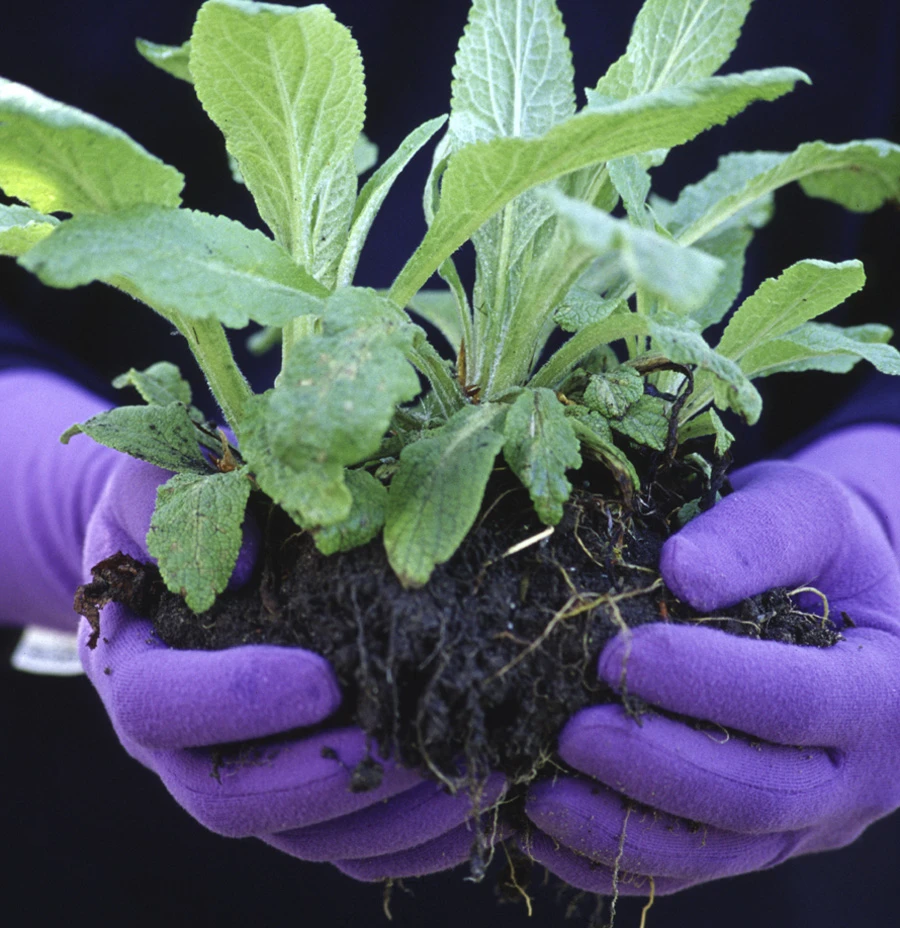 Foxgloves Original 1 Foxgloves Original