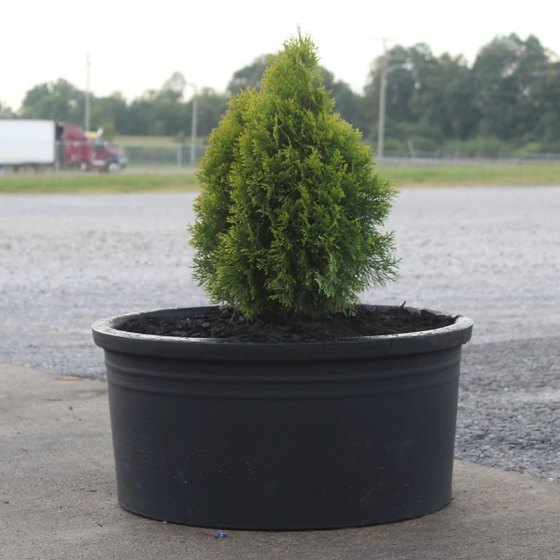 Low Cylinder Planter 2 Low Cylinder Planter - Image 2