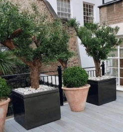 Pall Mall Square Planter -Outdoor Decor Art pallmallandolivetreescropped 99780.1676036682