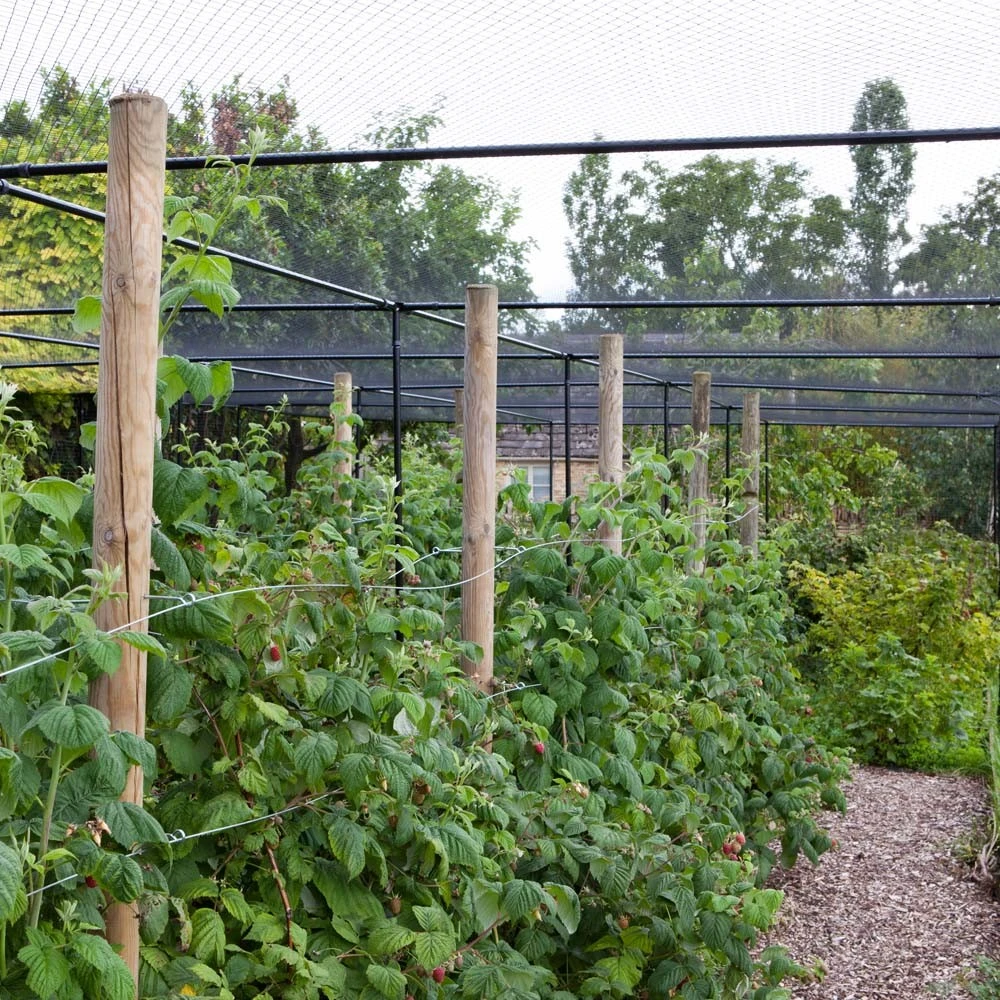 Superior Fruit Cage TBK - 2.5m X 4m (8'2.4" X 13'1.4") 3 Superior Fruit Cage TBK - 2.5m X 4m (8'2.4" X 13'1.4") - Image 3