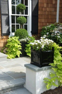 Windsor Fiberglass Planters -Outdoor Decor Art windsorsq blackplanted 13147.1677703321